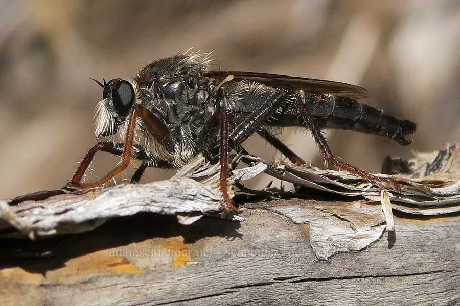 robber fly (Stenopogon sp.) [DeGarmo Canyon, Hart Mountain National Antelope Refuge, Lake County, Oregon]