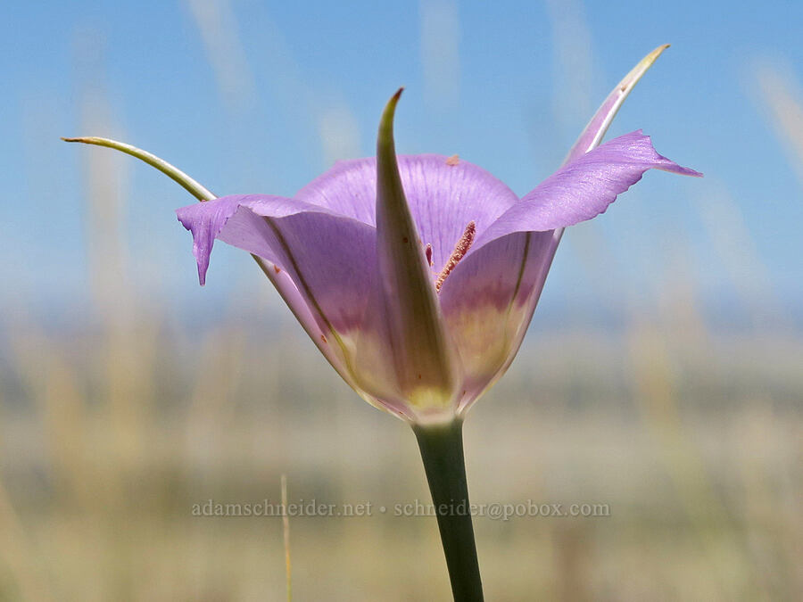 sagebrush mariposa lily (Calochortus macrocarpus) [Warner Valley Overlook, Hart Mountain National Antelope Refuge, Lake County, Oregon]