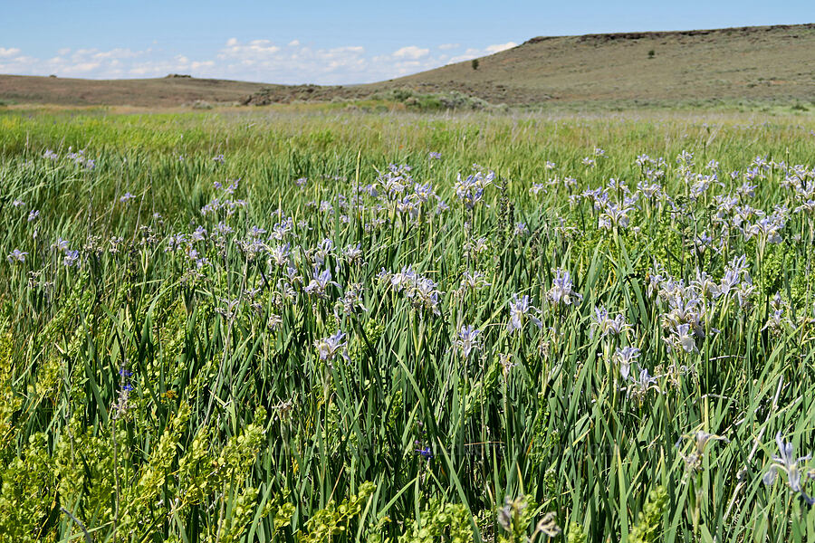 Rocky Mountain irises (Iris missouriensis) [Blue Sky Road, Hart Mountain National Antelope Refuge, Lake County, Oregon]