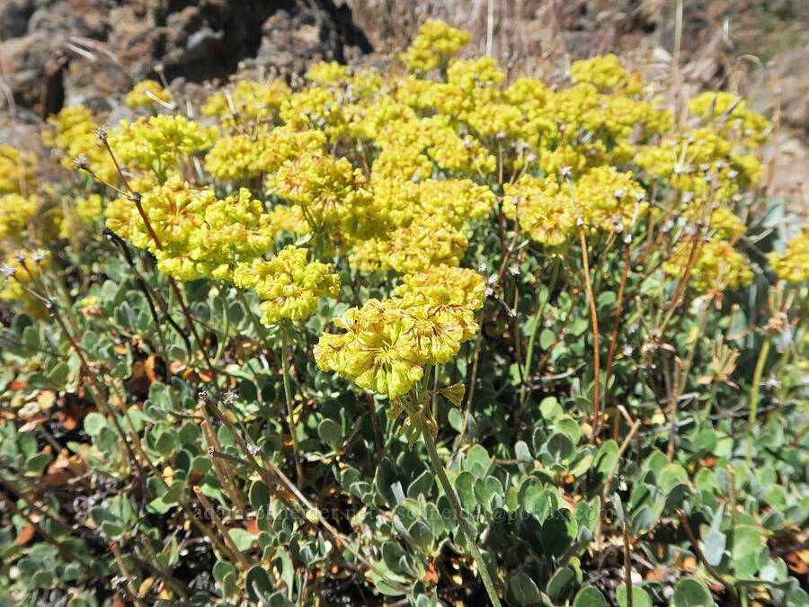 sulphur-flower buckwheat (Eriogonum umbellatum) [Lookout Point, Hart Mountain National Antelope Refuge, Lake County, Oregon]