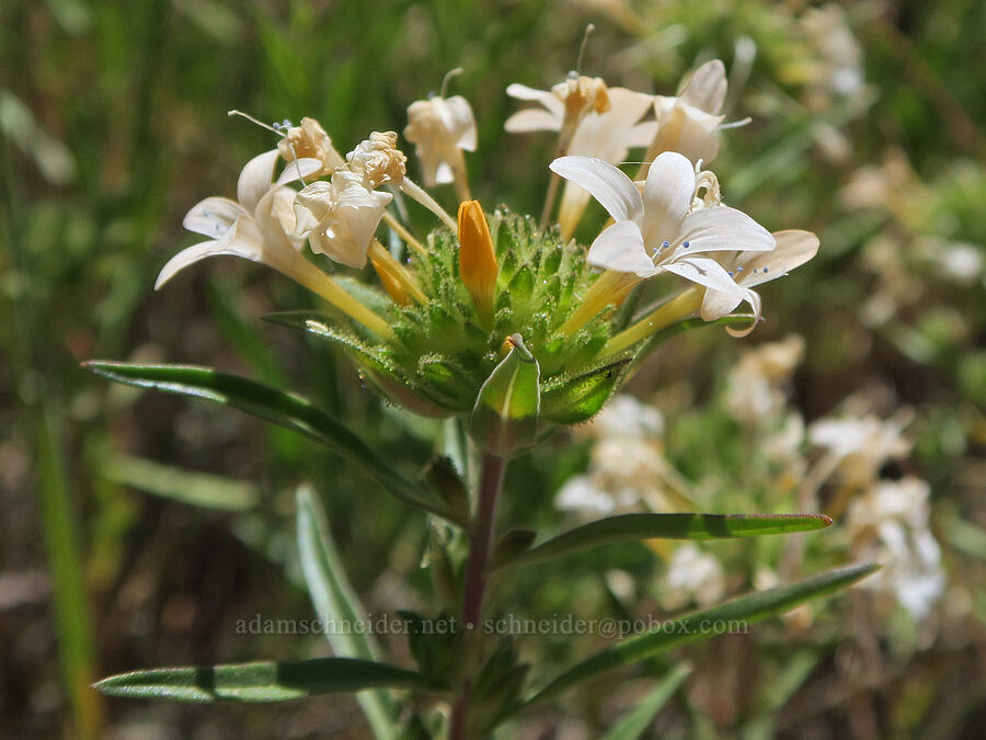 grand collomia (Collomia grandiflora) [Lookout Point, Hart Mountain National Antelope Refuge, Lake County, Oregon]