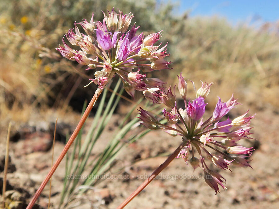 taper-tip onions (Allium acuminatum) [Blue Sky Road, Hart Mountain National Antelope Refuge, Lake County, Oregon]