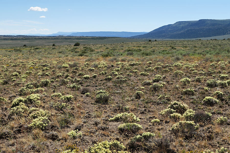 buckwheat (Eriogonum sp.) [Blue Sky Road, Hart Mountain National Antelope Refuge, Lake County, Oregon]