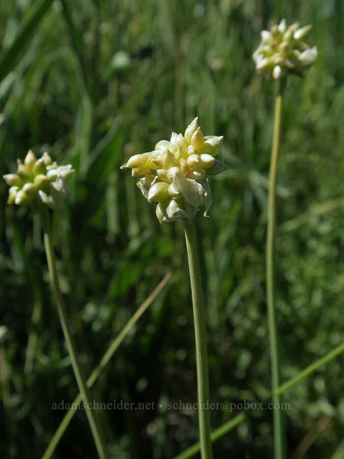 bulbil onion (Allium geyeri var. tenerum) [Post Meadows, Hart Mountain National Antelope Refuge, Lake County, Oregon]