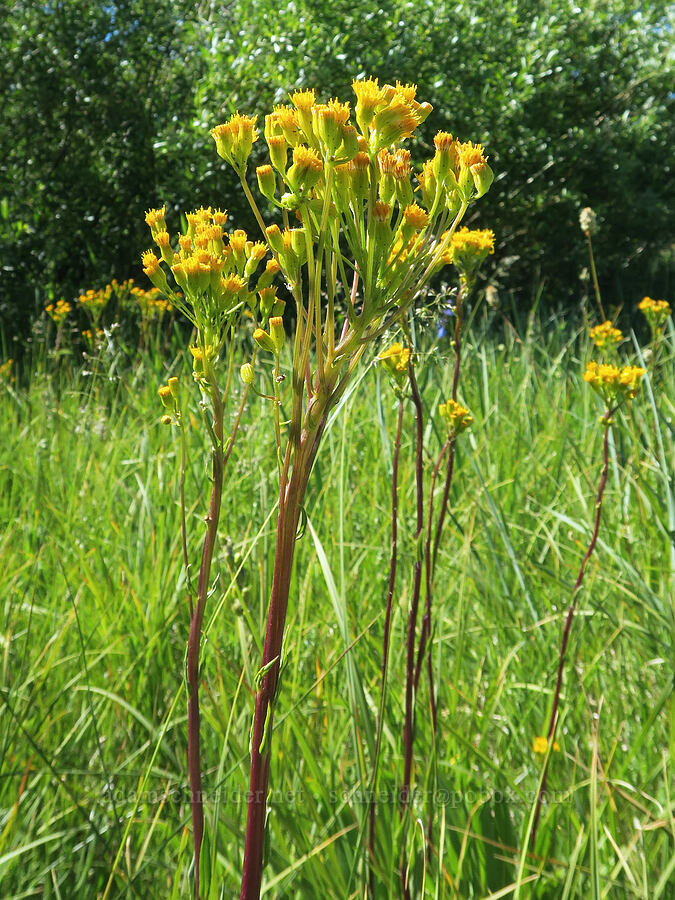 sweet marsh ragwort (tall groundsel) (Senecio hydrophiloides (Senecio foetidus)) [Post Meadows, Hart Mountain National Antelope Refuge, Lake County, Oregon]