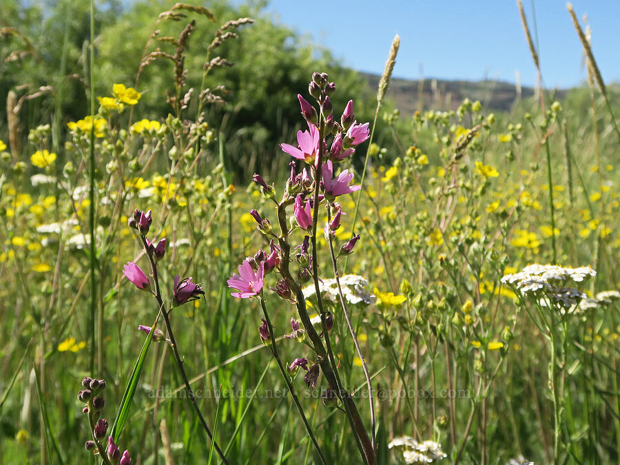 wildflowers (Sidalcea oregana, Achillea millefolium, Potentilla gracilis) [Post Meadows, Hart Mountain National Antelope Refuge, Lake County, Oregon]