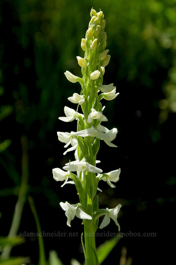 white bog orchid (Platanthera dilatata (Habenaria dilatata)) [Post Meadows, Hart Mountain National Antelope Refuge, Lake County, Oregon]