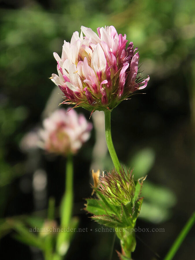 spring-bank clover (Trifolium wormskioldii) [Post Meadows, Hart Mountain National Antelope Refuge, Lake County, Oregon]
