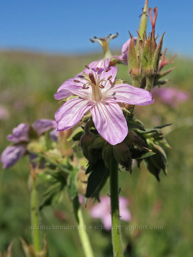 sticky geranium (Geranium viscosissimum) [Post Meadows, Hart Mountain National Antelope Refuge, Lake County, Oregon]