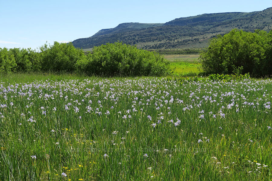 Rocky Mountain irises (Iris missouriensis) [Post Meadows, Hart Mountain National Antelope Refuge, Lake County, Oregon]