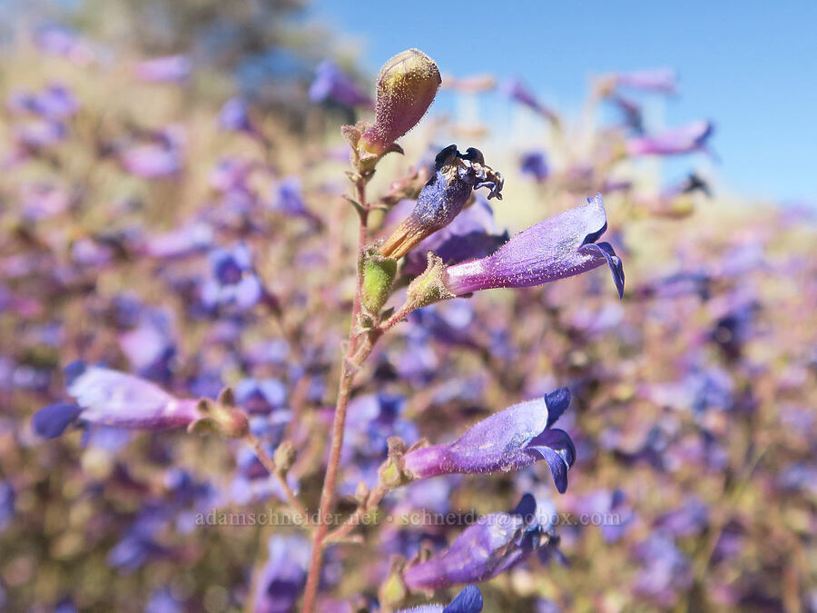 Roezl's penstemon (Penstemon roezlii (Penstemon laetus ssp. roezlii)) [Blue Sky Road, Hart Mountain National Antelope Refuge, Lake County, Oregon]