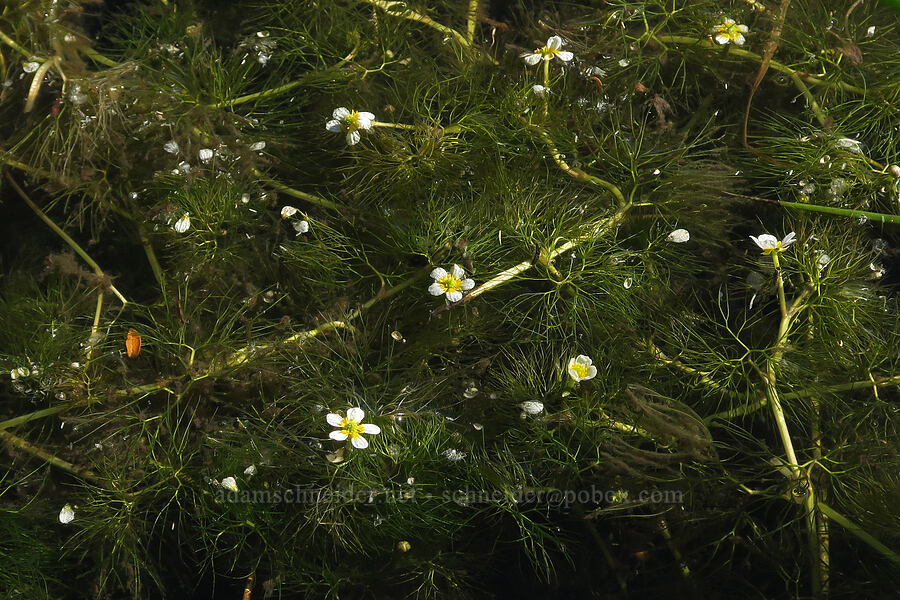 white water buttercups (Ranunculus aquatilis var. diffusus (Ranunculus trichophyllus)) [Hart Mountain Hot Springs, Hart Mountain National Antelope Refuge, Lake County, Oregon]
