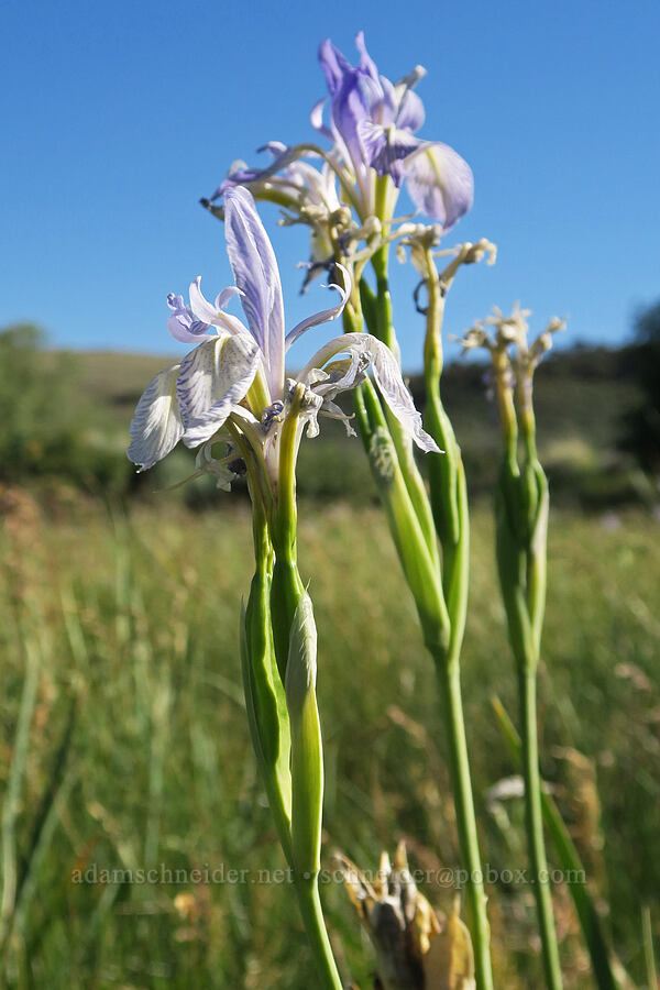Rocky Mountain iris (Iris missouriensis) [Hart Mountain Hot Springs, Hart Mountain National Antelope Refuge, Lake County, Oregon]