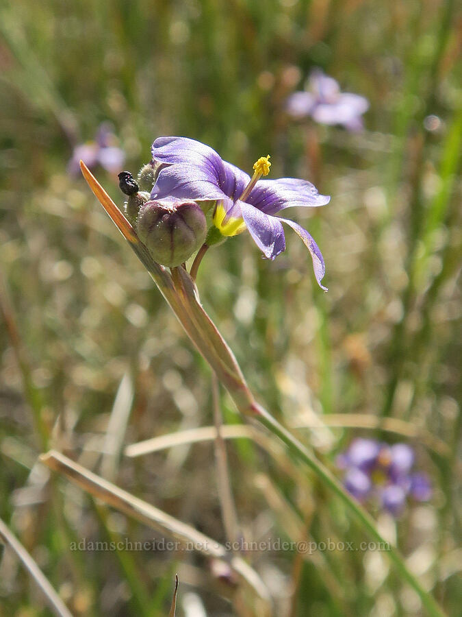 Idaho blue-eyed-grass (Sisyrinchium idahoense) [Hart Mountain Hot Springs, Hart Mountain National Antelope Refuge, Lake County, Oregon]