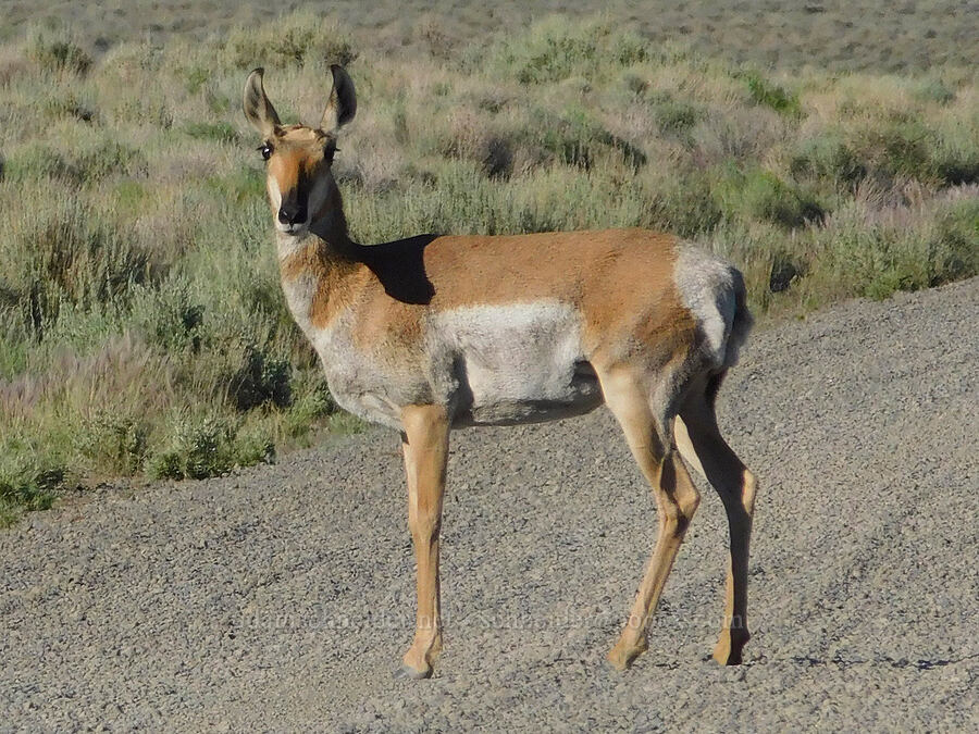 female pronghorn antelope (Antilocapra americana oregona) [Blue Sky Road, Hart Mountain National Antelope Refuge, Lake County, Oregon]