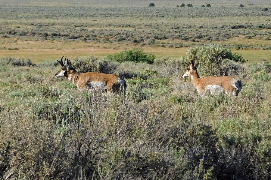 pronghorn antelope (Antilocapra americana oregona) [Blue Sky Road, Hart Mountain National Antelope Refuge, Lake County, Oregon]