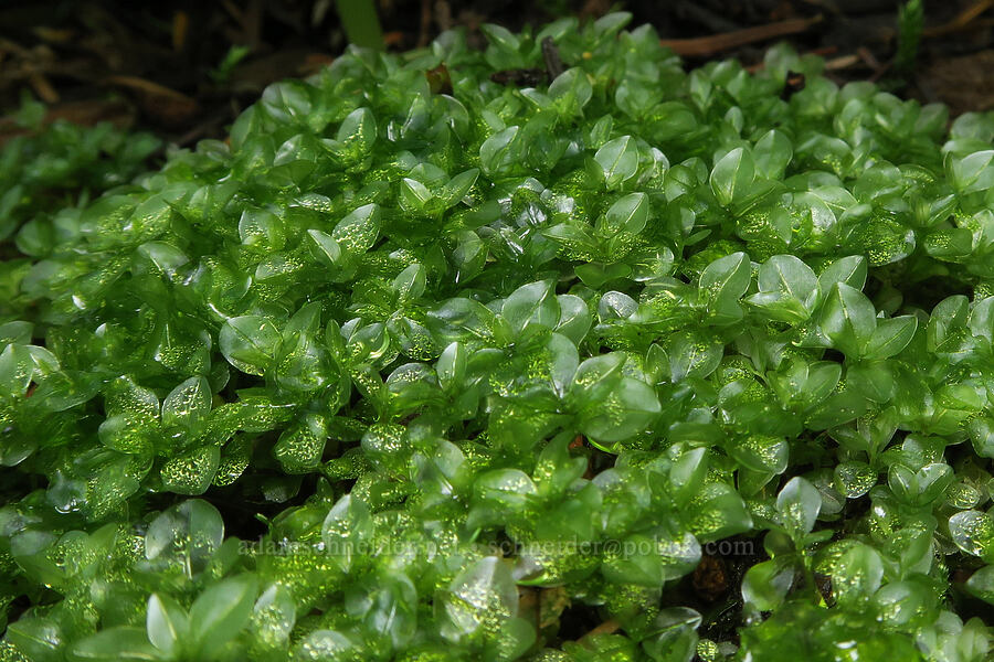 translucent leafy moss (Rhizomnium sp.) [Multorpor Fen Trail, Mt. Hood National Forest, Clackamas County, Oregon]