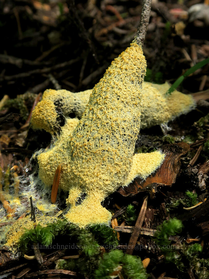 dog-vomit slime mold (Fuligo septica) [Multorpor Fen Trail, Mt. Hood National Forest, Clackamas County, Oregon]