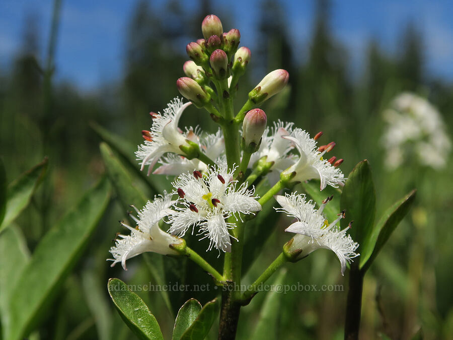 bog-bean (buckbean) (Menyanthes trifoliata) [Multorpor Fen Trail, Mt. Hood National Forest, Clackamas County, Oregon]