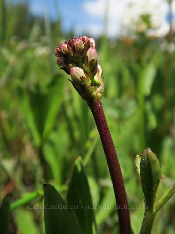 bog-bean (buckbean), budding (Menyanthes trifoliata) [Multorpor Fen, Mt. Hood National Forest, Oregon]