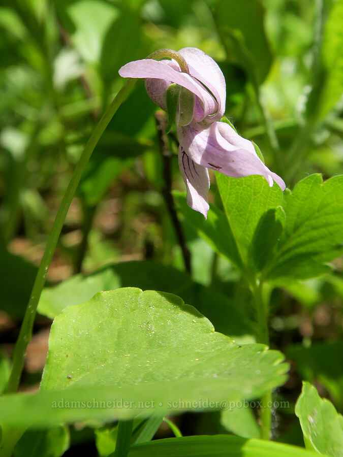 marsh violet (Viola palustris) [Summit Trail, Mt. Hood National Forest, Clackamas County, Oregon]