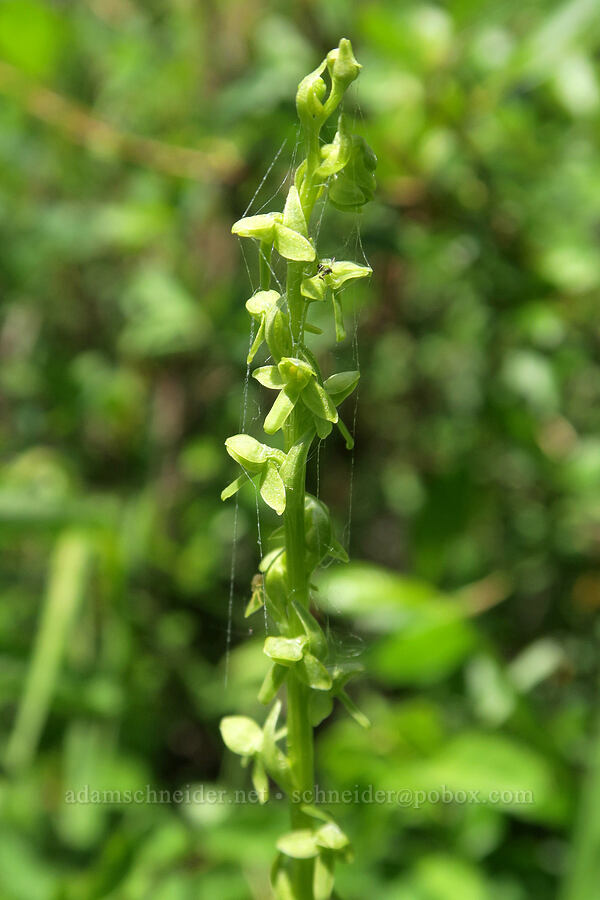 slender green bog orchid (Platanthera stricta (Piperia stricta)) [Multorpor Fen, Mt. Hood National Forest, Clackamas County, Oregon]