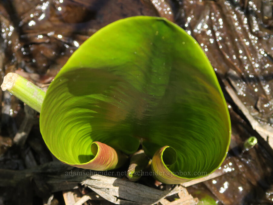 yellow pond-lily leaf (Nuphar polysepala) [Multorpor Fen, Mt. Hood National Forest, Clackamas County, Oregon]