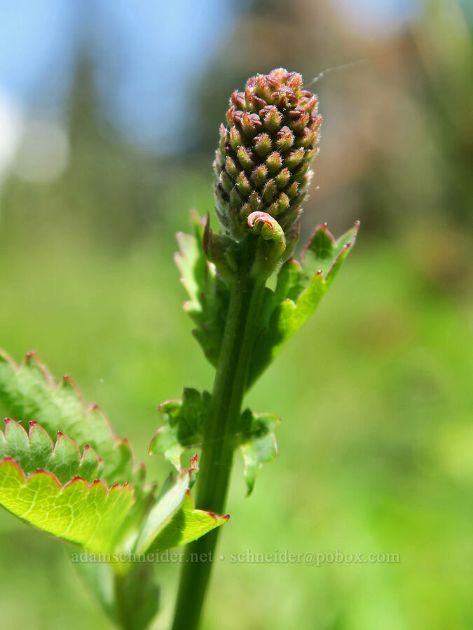 great burnet, budding (Sanguisorba officinalis (Poterium officinale)) [Multorpor Fen, Mt. Hood National Forest, Clackamas County, Oregon]