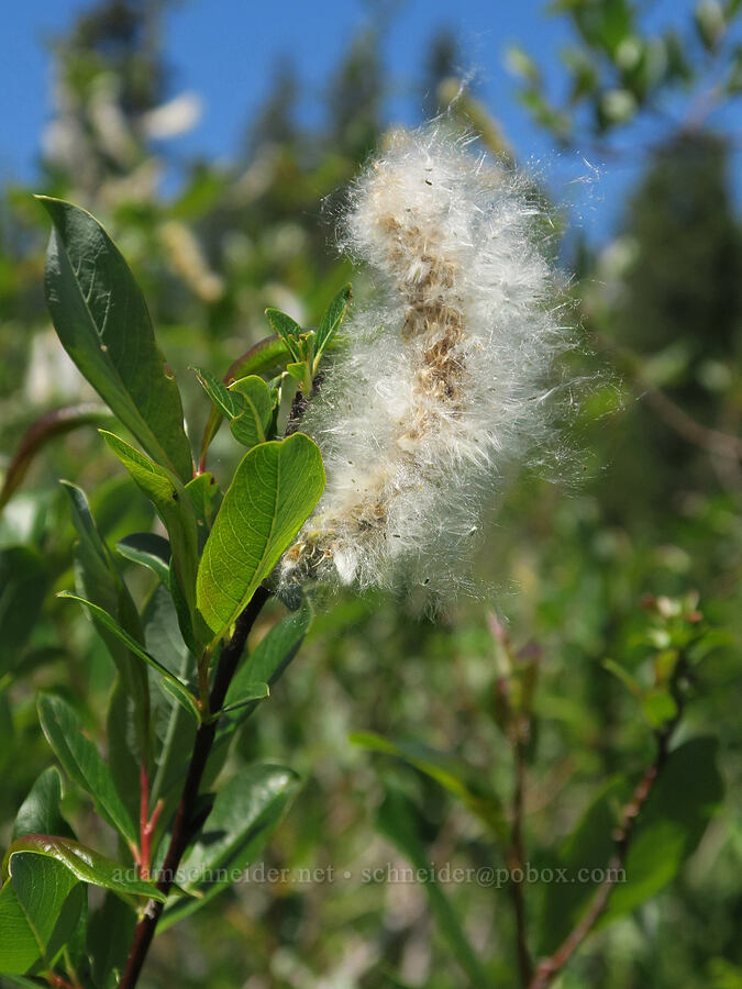 Scouler's willow (Salix scouleriana) [Multorpor Fen, Mt. Hood National Forest, Clackamas County, Oregon]