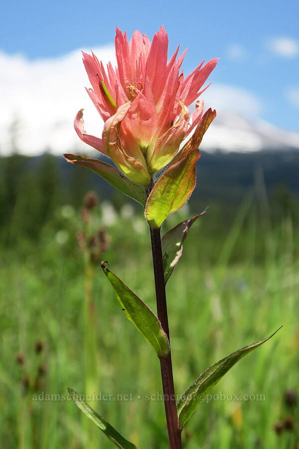 pinkish paintbrush (Castilleja miniata) [Multorpor Fen, Mt. Hood National Forest, Clackamas County, Oregon]
