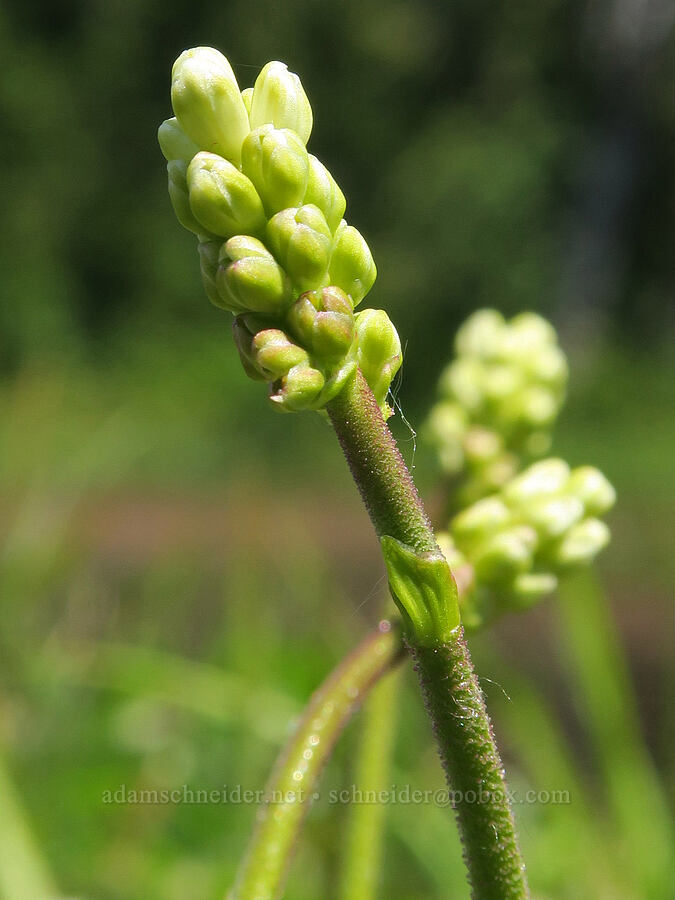 western false asphodel, budding (Triantha occidentalis ssp. brevistyla (Tofieldia glutinosa var. brevistyla)) [Multorpor Fen, Mt. Hood National Forest, Clackamas County, Oregon]