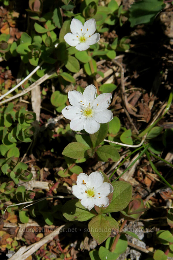 arctic starflowers (Lysimachia europaea ssp. arctica (Trientalis arctica)) [Multorpor Fen, Mt. Hood National Forest, Clackamas County, Oregon]
