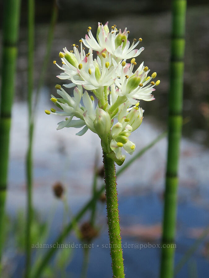 western false asphodel (Triantha occidentalis ssp. brevistyla (Tofieldia glutinosa var. brevistyla)) [Multorpor Fen, Mt. Hood National Forest, Clackamas County, Oregon]