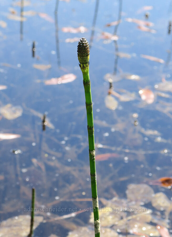 water horsetail (Equisetum fluviatile) [Multorpor Fen, Mt. Hood National Forest, Clackamas County, Oregon]