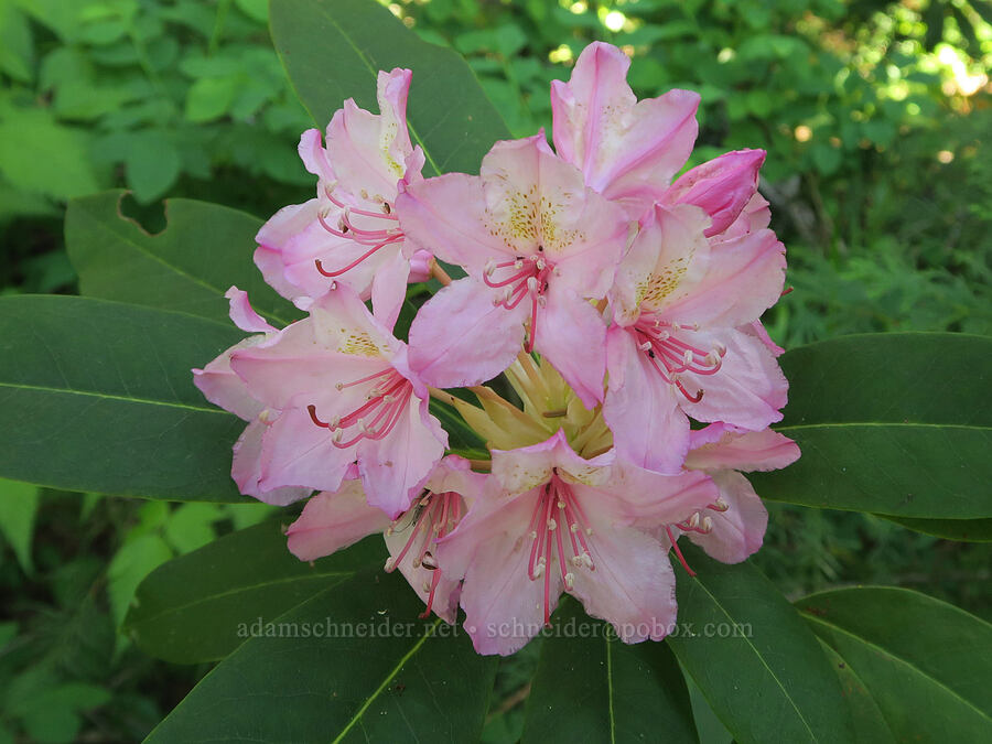 Pacific rhododendron (Rhododendron macrophyllum) [Summit Trail, Mt. Hood National Forest, Clackamas County, Oregon]