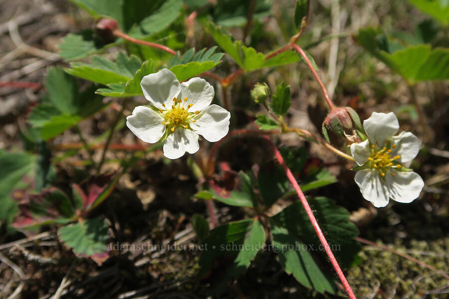 wild strawberry (Fragaria vesca ssp. bracteata) [Mt. Hood Ski Bowl, Mt. Hood National Forest, Clackamas County, Oregon]
