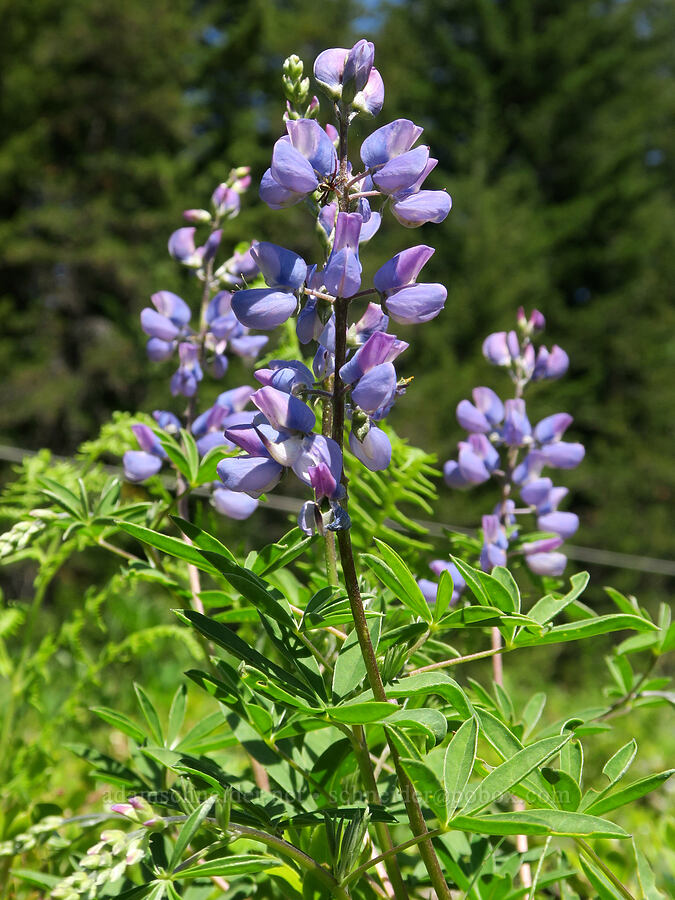 broad-leaf lupine (Lupinus latifolius) [Mt. Hood Ski Bowl, Mt. Hood National Forest, Clackamas County, Oregon]