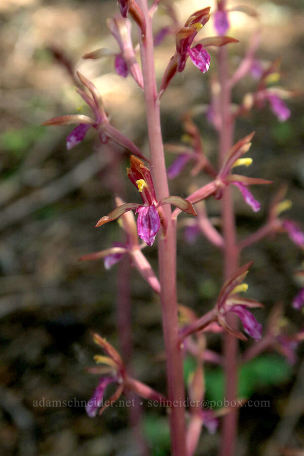 western coralroot orchids (Corallorhiza mertensiana) [Multorpor Fen Trail, Mt. Hood National Forest, Clackamas County, Oregon]