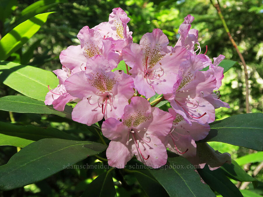 Pacific rhododendron (Rhododendron macrophyllum) [Parish Lake Trail, Willamette National Forest, Linn County, Oregon]