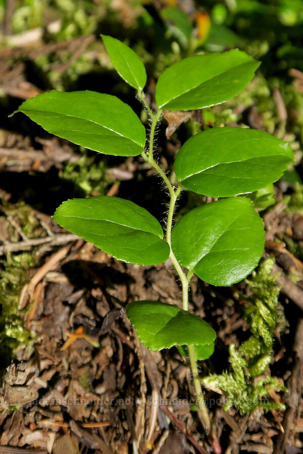 western wintergreen leaves (Gaultheria ovatifolia) [Parish Lake Trail, Willamette National Forest, Linn County, Oregon]