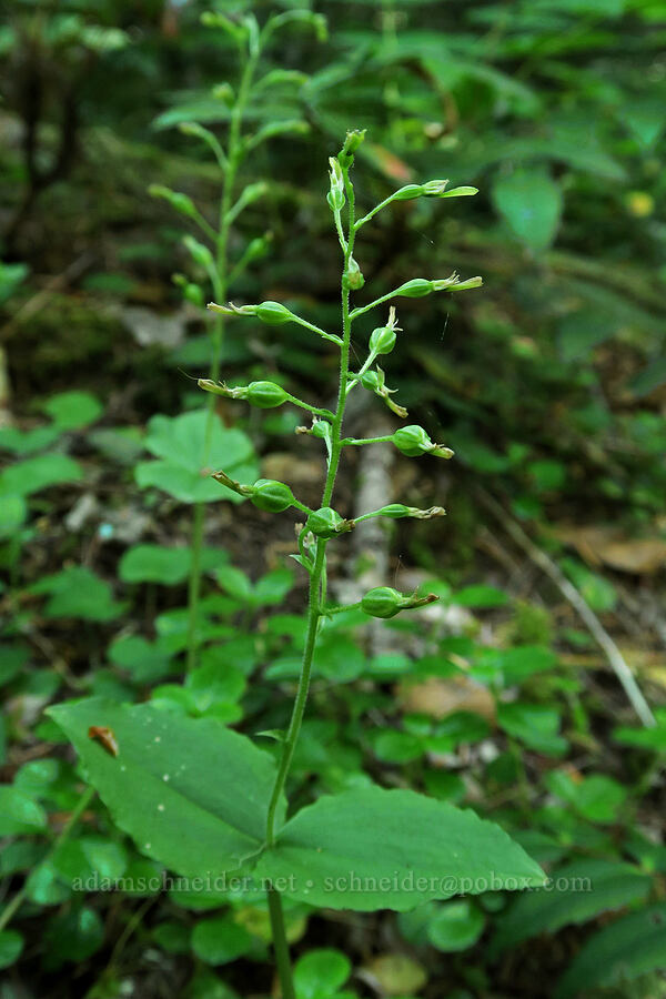 northwestern twayblade, going to seed (Neottia banksiana (Listera caurina)) [Parish Lake Trail, Willamette National Forest, Linn County, Oregon]