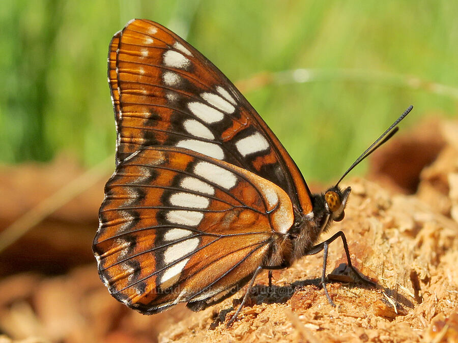 Lorquin's admiral butterfly (Limenitis lorquini) [Parish Lake, Willamette National Forest, Linn County, Oregon]