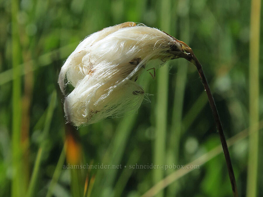 cotton-grass (Eriophorum sp.) [Parish Lake, Willamette National Forest, Linn County, Oregon]