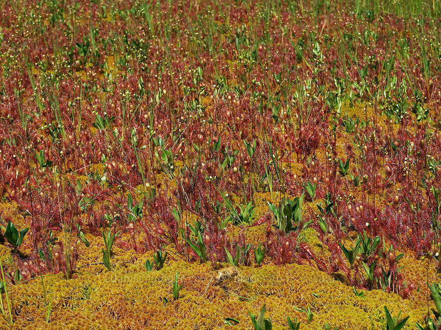 great sundew & bog-bean leaves (Drosera anglica) [Parish Lake, Willamette National Forest, Linn County, Oregon]