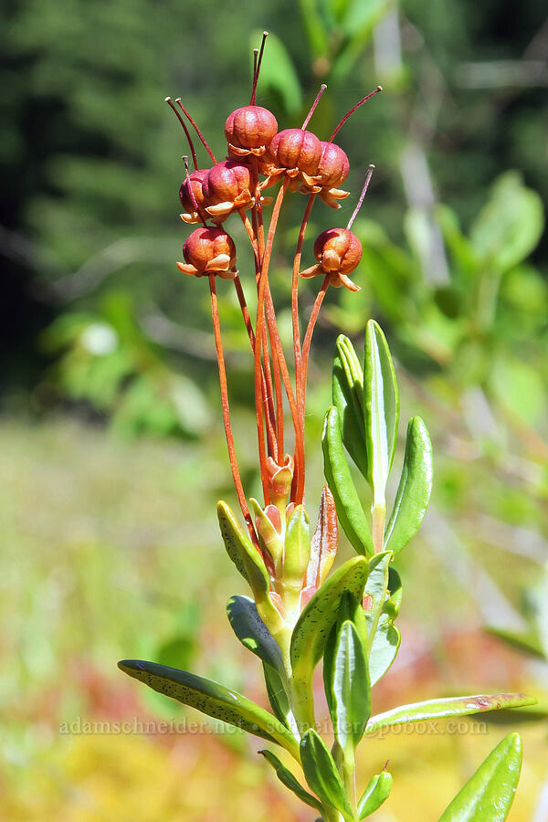 western bog-laurel fruits (Kalmia microphylla) [Parish Lake, Willamette National Forest, Linn County, Oregon]