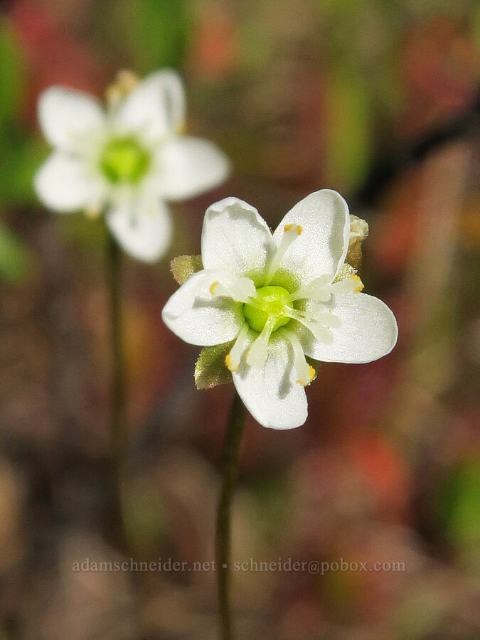 great sundew flowers (Drosera anglica) [Parish Lake, Willamette National Forest, Linn County, Oregon]
