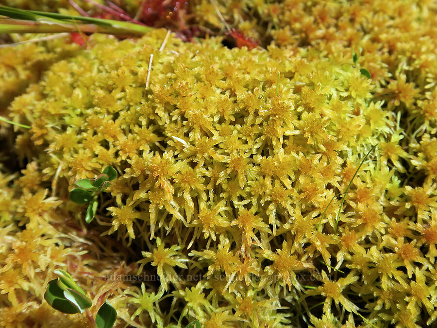 sphagnum/peat moss (Sphagnum sp.) [Parish Lake, Willamette National Forest, Linn County, Oregon]