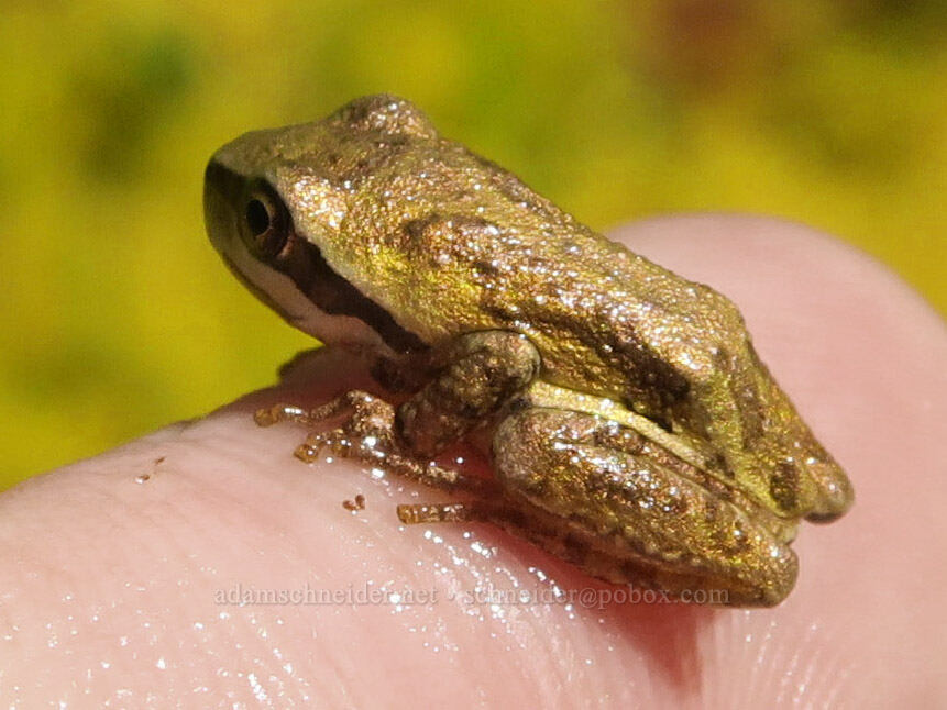 Pacific chorus frog (Pseudacris regilla) [Parish Lake, Willamette National Forest, Linn County, Oregon]