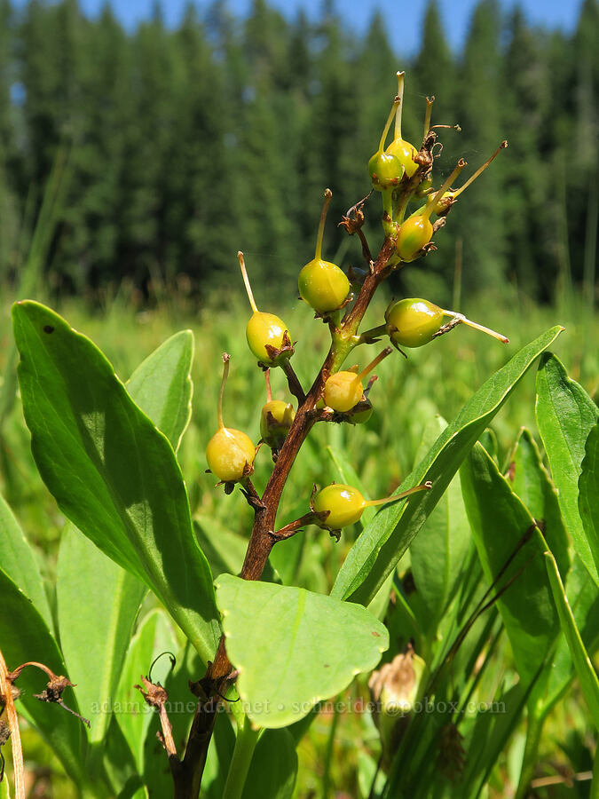 bog-bean berries (Menyanthes trifoliata) [Parish Lake, Willamette National Forest, Linn County, Oregon]