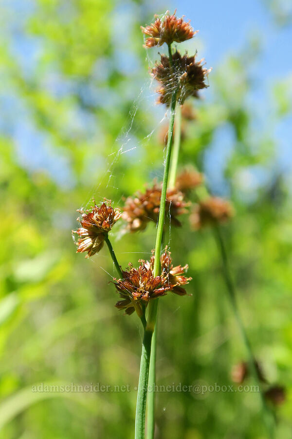 sword-leaf rush (Juncus ensifolius) [Parish Lake, Willamette National Forest, Linn County, Oregon]